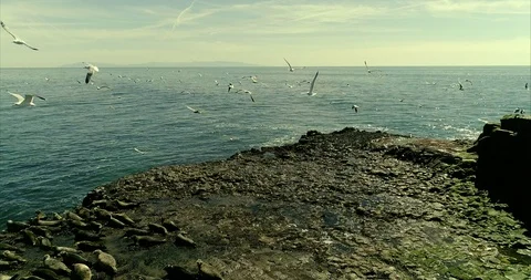 Cluster of Seagulls Taking Flight 库存影片 95762722