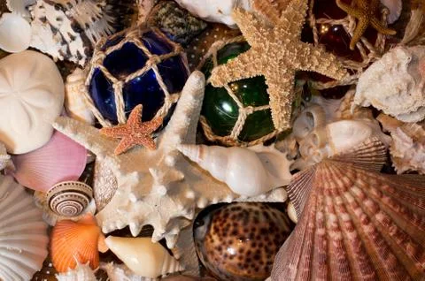 Cluster of seashells Stock Photos