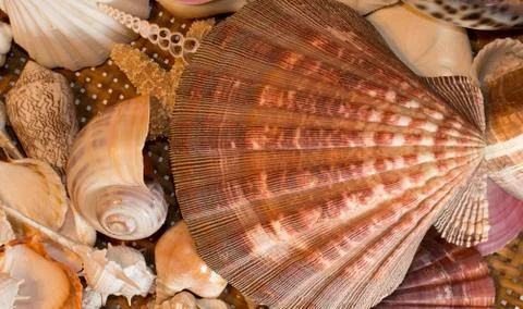Cluster of seashells Stock Photos