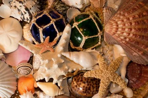 Cluster of Seashells Stock Photos