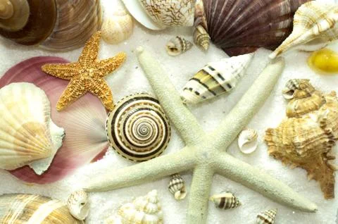 Cluster of seashells seamless background pattern Stock Photos