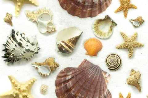 Cluster of Seashells on White Sand Stock-Fotos