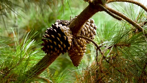 Cluster of seed pine cones growing on the branch of tree Stock Footage 321455945