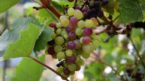 Cluster of semi-ripe wine grapes in a vineyard Stock Footage 250797923