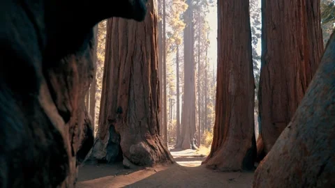 Cluster of sequoia trees in Sequoia National Park, California. Stock Footage 337115567