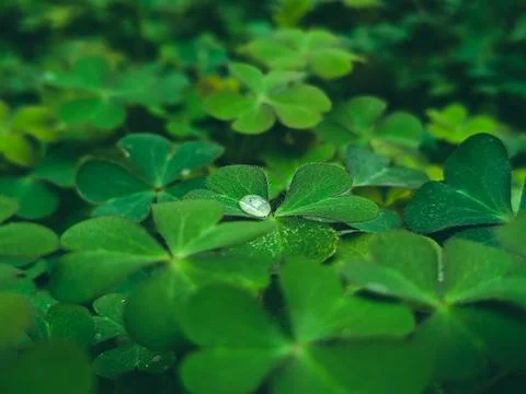 A cluster of shamrock or three leaf clovers in garden Foto stock