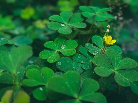 A cluster of shamrock or three leaf clovers in garden Fotos de archivo