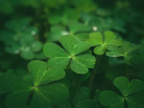 A cluster of shamrock or three leaf clovers in garden Foto stock