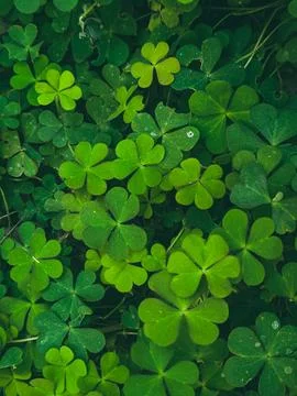 A cluster of shamrock or three leaf clovers in garden Fotos de archivo