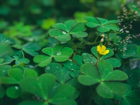 A cluster of shamrock or three leaf clovers in garden Foto stock