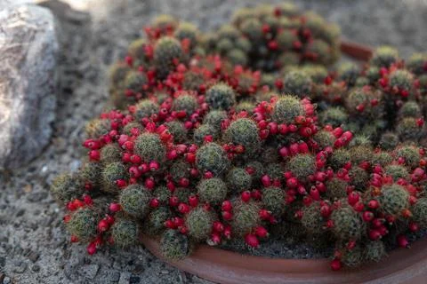 Cluster of small cacti with spherical shapes, densely packed in a terracotta pot Stock Photos