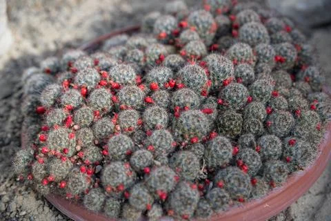 Cluster of small cacti with spherical shapes, densely packed in a terracotta pot Stock Photos