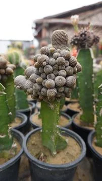 Cluster of Small Cactus Plants Unique Desert Plant Home Decoration Stock Photos