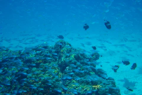 A cluster of small fish around the reef Stock Photos