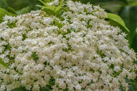 A cluster of the small flowers of the elderberry tree, in a forest in the eas Stock Photos