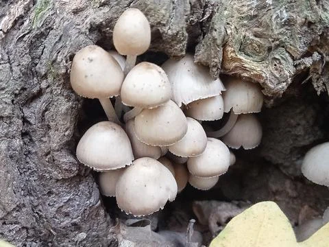 Cluster of Small Mushrooms Growing in Tree Hollow in Autumn Forest Stock Photos