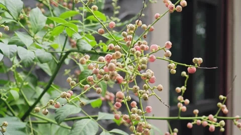 Cluster of small pink wild berries on green branches. Vídeo Stock 340202828