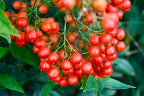 Cluster of Small Red Berries Surrounded by Green Leaves Stock Photos