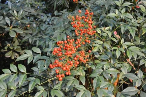 Cluster of small red berries on the tree Stock Photos