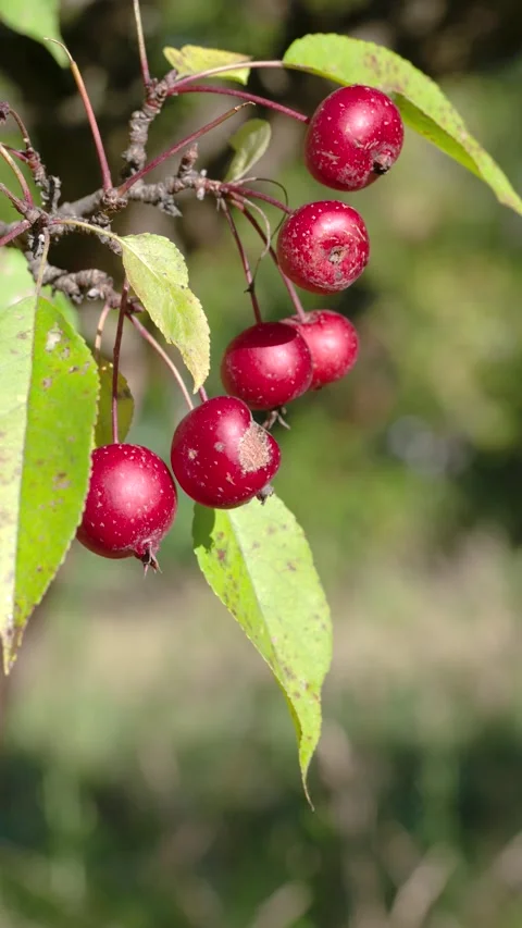 Cluster of small red crabapples gently swinging on thin stems in sunlit orchard  Stock Footage 345676330