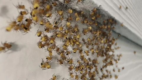 Cluster of small spiders on house wall Stock Footage 336877020