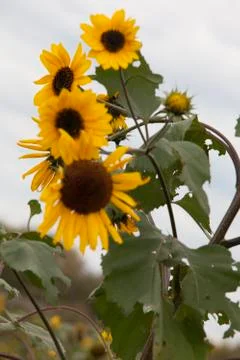 Cluster of Small Sunflowers Stock Photos