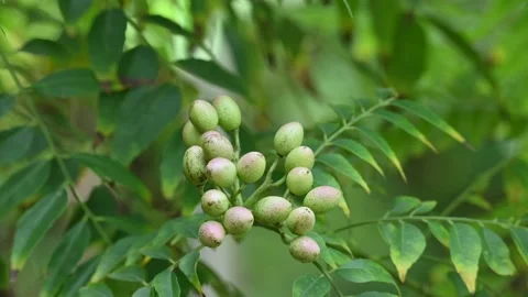 A cluster of small unripe berries a branch of a curry leaf plant. Stock Footage 344832460