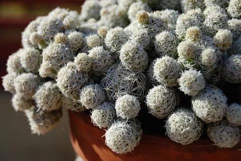 Cluster of Small White Cactus Stock Photos