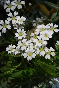 A cluster of small white flowers with five petals each, (cerastium bieberstei Stock Photos