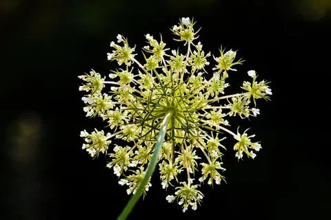 Cluster of small white flowers Stock Photos