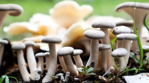 A cluster of small, white mushrooms growing in a natural environment, showc.. Stock Photos