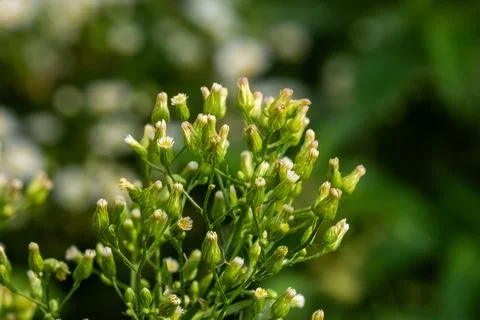Cluster of small yet undeveloped wild flower buds on stems before blooming Stockfoto's