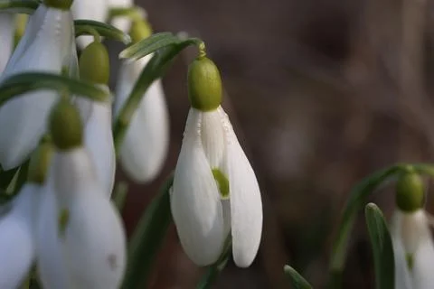 A cluster of Snowdrops backlit with sunlight Stock Photos
