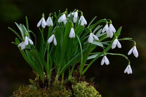 Cluster of of Snowdrops in moss Stock Photos