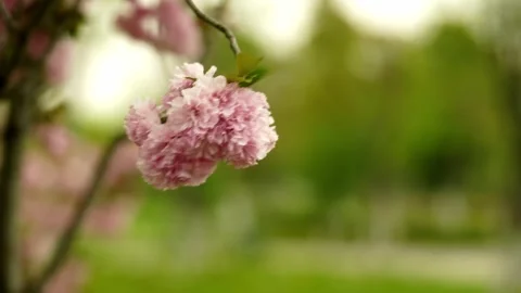 A Cluster of Soft Pink Cherry Blossoms Hanging Gracefully from a Branch Stock Footage 332855737