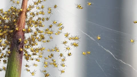 A cluster of spiders. Stock Footage 309082727