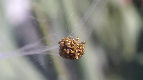 A cluster of spiders. Stock Footage 309082776