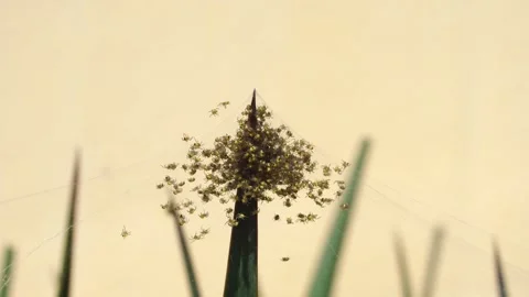 A cluster of spiders. Stock Footage 309082786