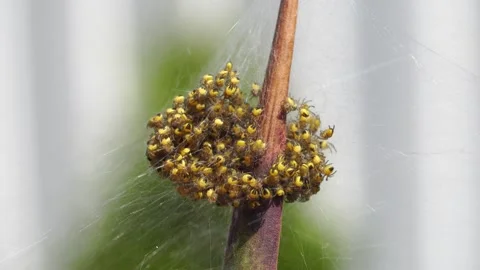 A cluster of spiders. Stock Footage 309082811