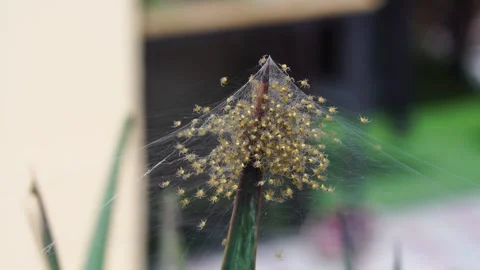 A cluster of spiders. Stock Footage 309082822