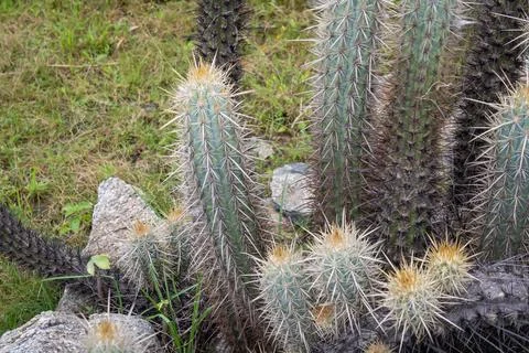Cluster of spiky green cacti with sharp spines growing naturally among rock.. Stock Photos