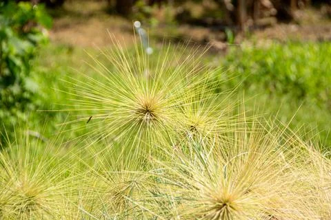 A cluster of spinifex grass Stock Photos