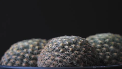 Cluster of Spiny Cacti Against Dark Background Stock Footage 277346265
