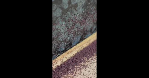 Cluster of springtails on the wall.Vertical video. snow fleas moving Stock Footage 328869600