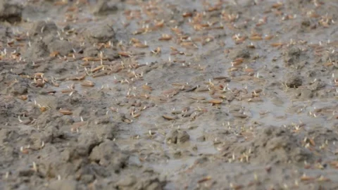 A cluster of sprouted seeds Stock Footage 312778708