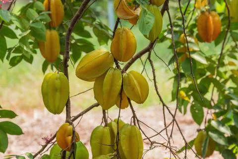 Cluster of starfruit hanging on a tree Stock Photos