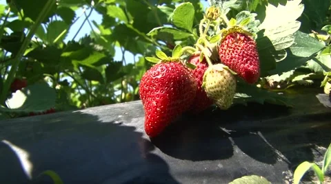 Cluster of strawberries Stock-Footage 50584419