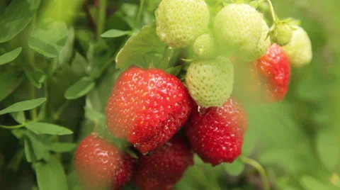 Cluster of strawberries in the garden Stock Footage 67677571