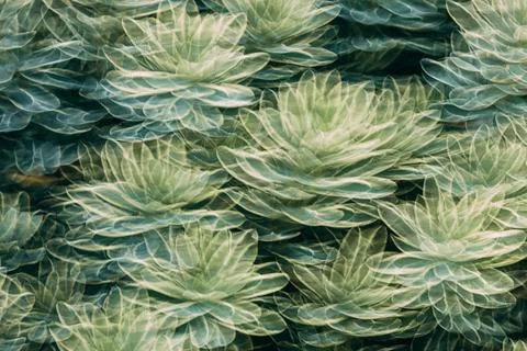 Cluster of Succulent Plants with Abstract Overlapping Leaf Patterns 스톡 사진