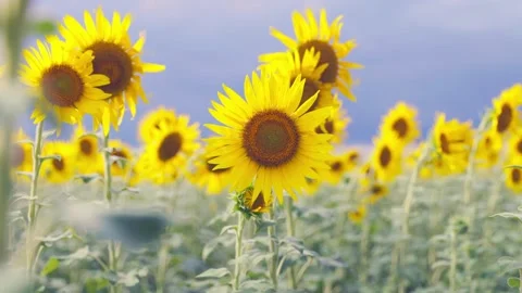 Cluster of Sunflowers in Focus with Blurred Field Background Stock Footage 344967624